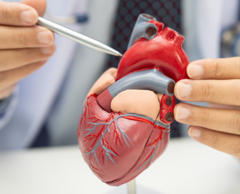 Imagem aproximada em que mostra a apenas as mãos de um médico. Na mão direita, ele segura um objeto de plástico realista da anatomia do coração e, na mão esquerda, está uma caneta apontando para o objetivo em forma de coração para ilustrar o ensino sobre o cardiometabolismo