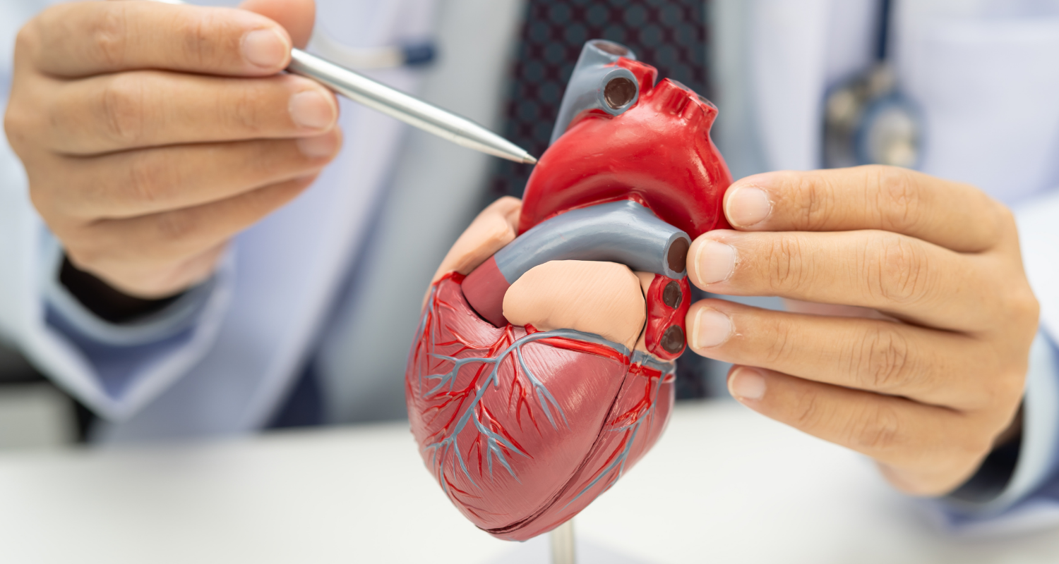 Imagem aproximada em que mostra a apenas as mãos de um médico. Na mão direita, ele segura um objeto de plástico realista da anatomia do coração e, na mão esquerda, está uma caneta apontando para o objetivo em forma de coração para ilustrar o ensino sobre o cardiometabolismo