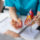 Ensino sobre miocardiopatias onde temos uma a imagem apenas das mãos de uma médica com seu uniforme azul petróleo segurando um coração de plástico com seu aluno em sua frente que usa jaleco branco. Ambos são pessoas de pele clara